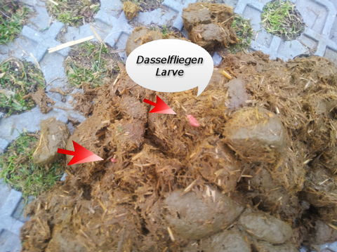 Wurmkuren Pferdewurmkur